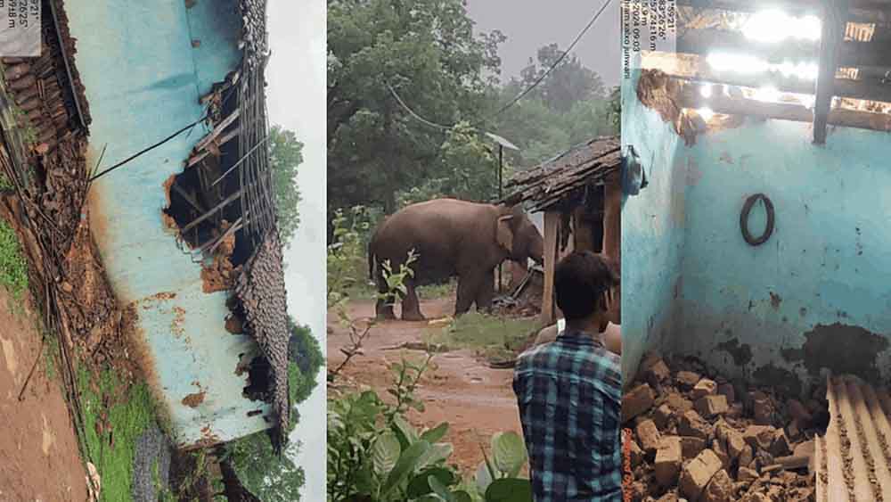 छत्तीसगढ़-रायगढ़ में दंतैल हाथी ने किए घर क्षतिग्रस्त, धान-चावल चट करने से ग्रामीणों में दहशत
