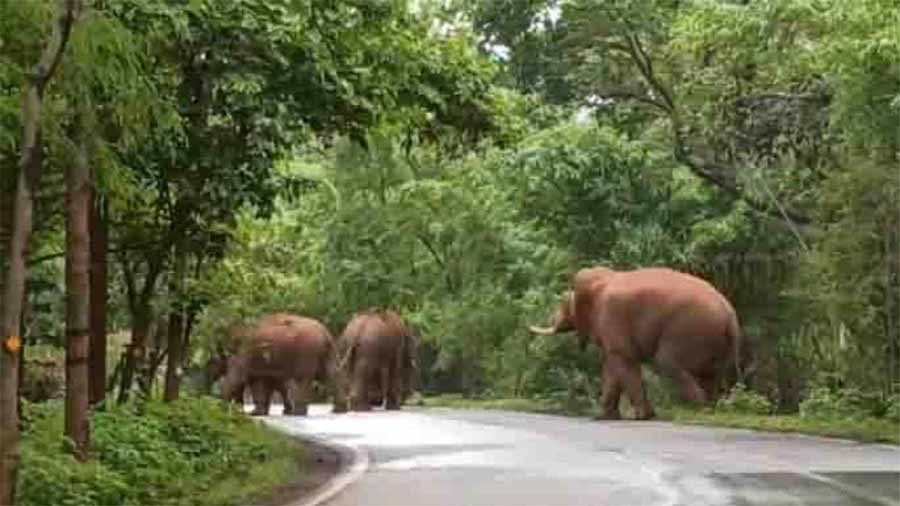 हाथियों ने गांव में दी दस्तक,  सड़क पर भी डाला डेरा, जिससे आवागमन हुआ प्रभावित