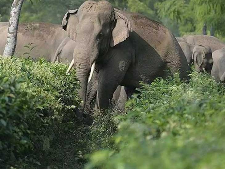 जिले में दंतैल हाथी का भी हुआ आगमन, पहले से 31 हाथियों का दल मौजूद