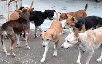 ऐसी हैवानियत नहीं देखी होगी; 40 कुत्तों का किया रेप-मर्डर, अब 249 साल जेल की मिली सजा…