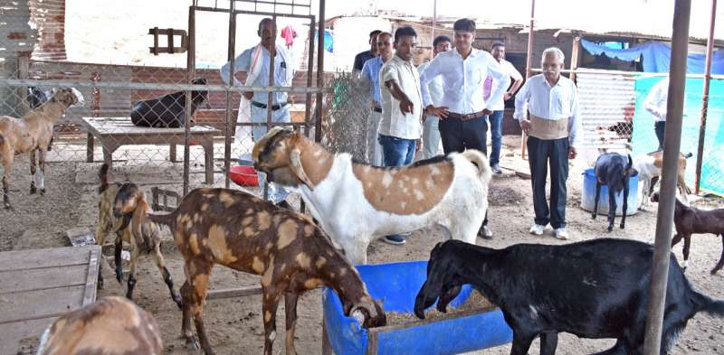 शासन की योजना से पशुपालकों के समृद्धि की राह हुई आसान