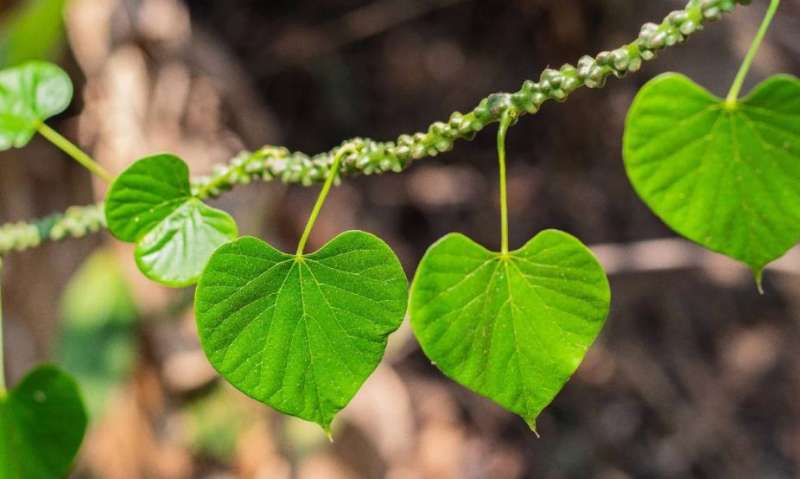 सेहत का खजाना…पापों से दिलाता है मुक्ति! धार्मिक और आयुर्वेदिक दृष्टि से काफी महत्वपूर्ण है यह पौधा