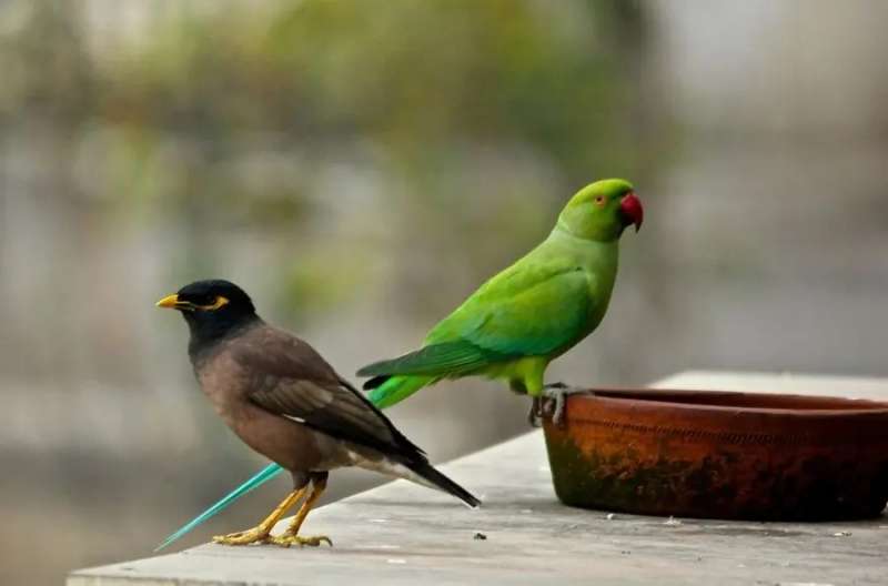 तोता-मैना रखे घर में तो वन विभाग से मिलेगा नोटिस, एक हफ्ते में छोड़ने का आदेश वरना कानूनी कार्रवाई