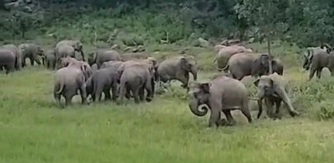 हाथी ने उत्पात मचा मवेशी को उतारा मौत के घाट-रौंदी फसल