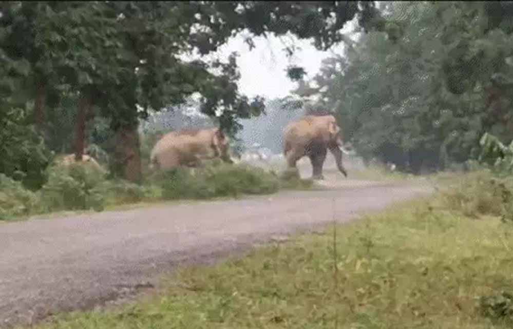 गरियाबंद में हाथी ने दिव्यांग को कुचला, हाथियों ने पैरों से रौंदा, टुकड़ों में मिली लाश