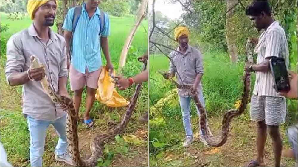 छत्तीसगढ़-बालोद में खेत में निकला नौ फीट का अजगर, ग्रामीणों में दहशत के चलते युवक ने किया रेस्क्यू