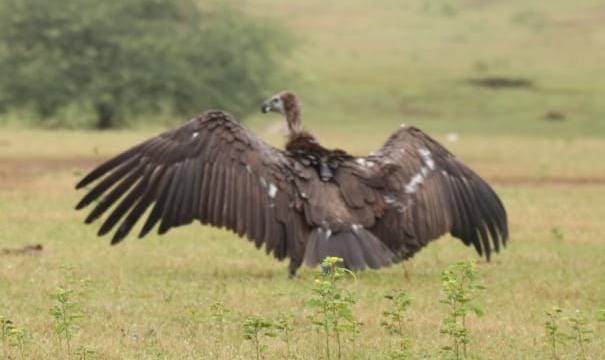 बागबाहरा जंगल से रेस्क्यू कर सफेद पूंछ वाले बीमार गिद्ध की बचाई गई जान