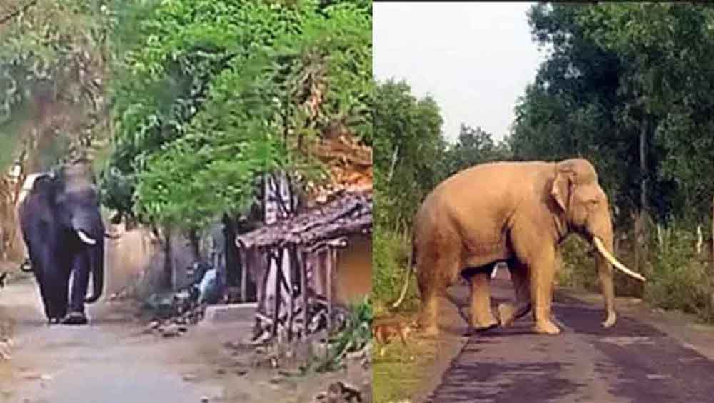 छत्तीसगढ़-रायगढ़ में हाथी ने अधेड़ ग्रामीण को कुचला, झोपड़ी में सोते समय हमले में मौत