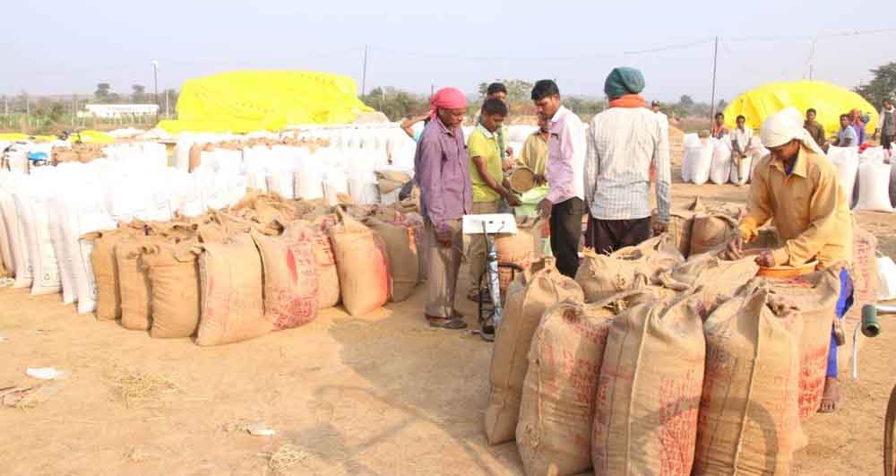 छत्तीसगढ़ में ट्रायल रन पूराकर धान खरीदी 14 नवंबर से, सहकारिता आयुक्त ने अधिकारियों की ली वर्चुअल बैठक