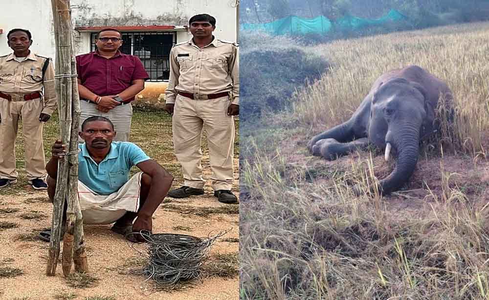 छत्तीसगढ़-बलरामपुर में आरोपी गिरफ्तार, करंट से हुई थी जंगली हाथी की मौत