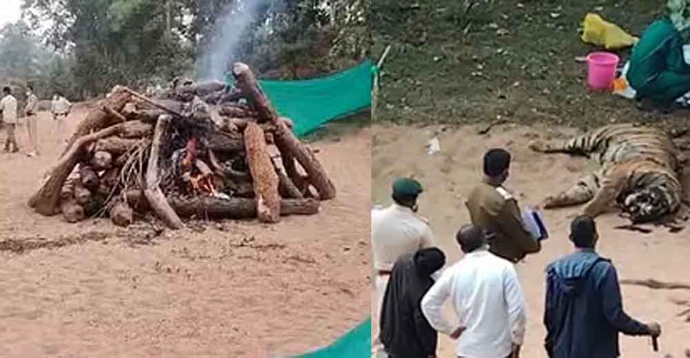 छत्तीसगढ़-कोरिया में नदी किनारे चार दिन से मृत पड़ा बाघ, वन विभाग ने किया अंतिम संस्कार