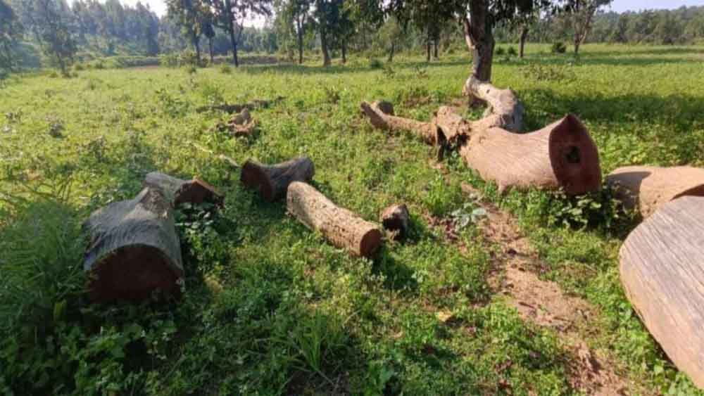 छत्तीसगढ़-मरवाही में पेड़ों की चल रही अवैध कटाई, दो बीट गॉर्ड निलंबित