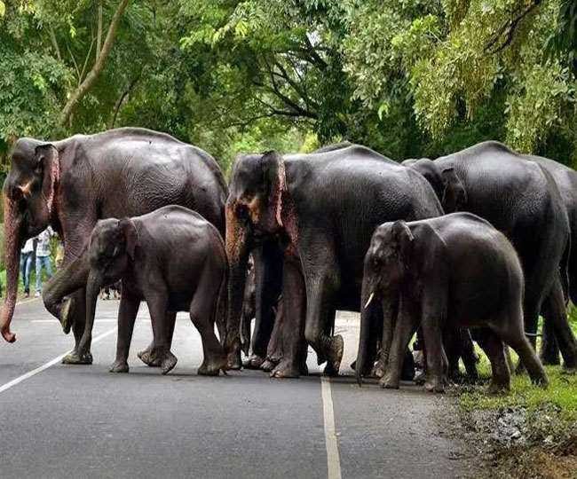 बस्ती के पास पहुंचे हाथी