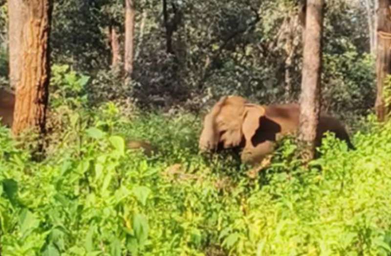 डिंडौरी के गांवों में हाथियों और बाघ की दहशत, किसानों की फसलें चौपट