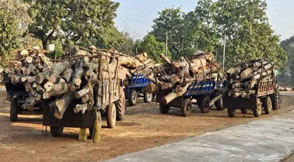 छत्तीसगढ़-बालोद में वन विभाग का ताबड़तोड़ एक्शन, अवैध लकड़ी परिवहन करते आठ ट्रैक्टर जब्त