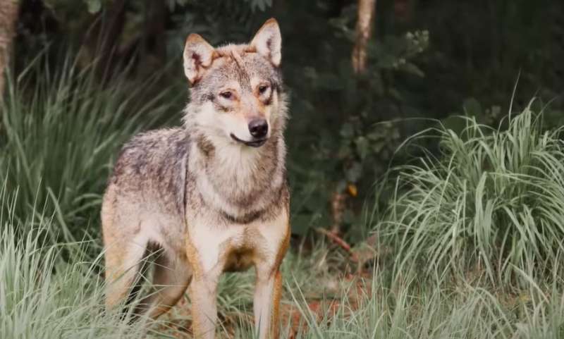 कटिहार में बच्चे पर भेड़िये का हमला, उग्र हुए ग्रामीणो ने पीट-पीट कर उतरा मौत के घाट