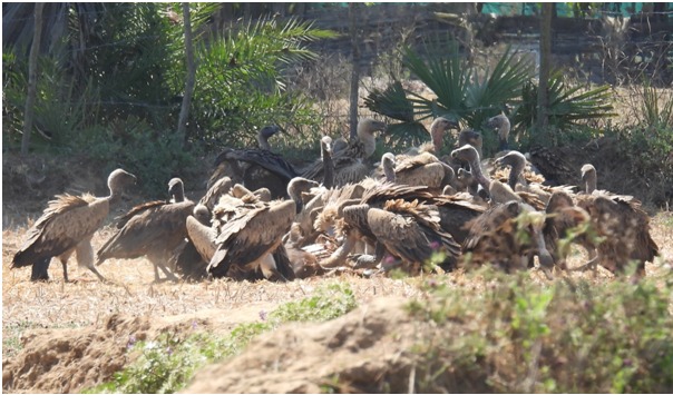 गिद्ध संरक्षण में छत्तीसगढ़ की नई उड़ान : इंद्रावती टाइगर रिजर्व बना देश का मॉडल…. गिद्ध संरक्षण में छत्तीसगढ़ की नई उड़ान : इंद्रावती टाइगर रिजर्व बना देश का मॉडल….