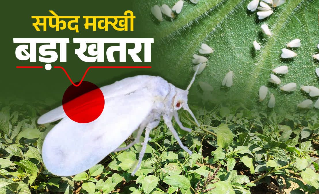 गन्ने में सफेद मक्खी के प्रकोप पर वैज्ञानिकों की सलाह: कीट नियंत्रण के लिए मौसम साफ होने पर करें छिड़काव…