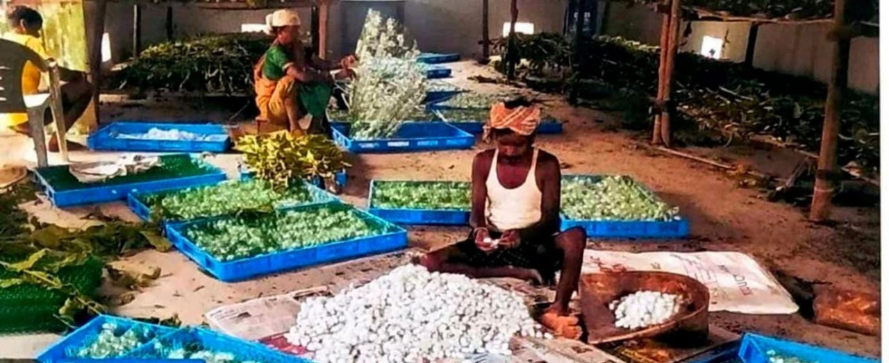 नारायणपुर में रेशम से बुना जा रहा आत्मनिर्भरता का ताना-बाना, कोसापालन ने बदली वनांचल के ग्रामीणों की तकदीर…. नारायणपुर में रेशम से बुना जा रहा आत्मनिर्भरता का ताना-बाना, कोसापालन ने बदली वनांचल के ग्रामीणों की तकदीर….